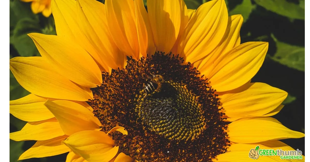 Top 12 Sunflower Companion Plants For Your Garden