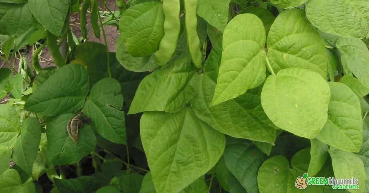 9 Reasons Why Your Green Bean Leaves Are Turning Yellow (Solutions To Fix Them)