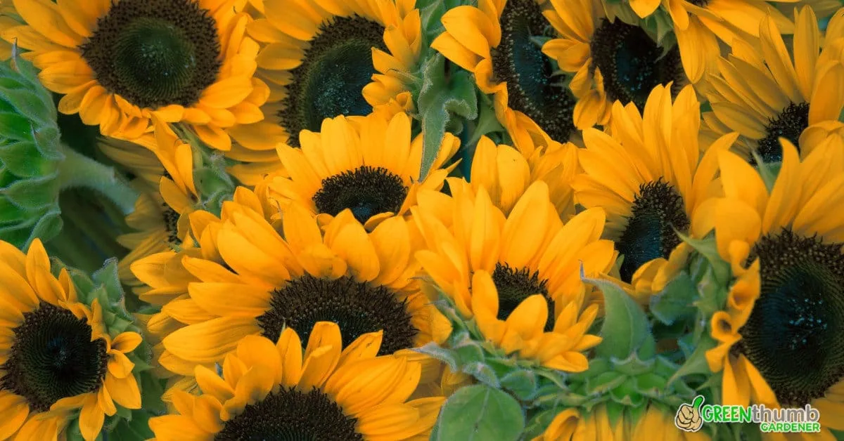 How to Harvest Sunflower Seeds For Planting Or Eating