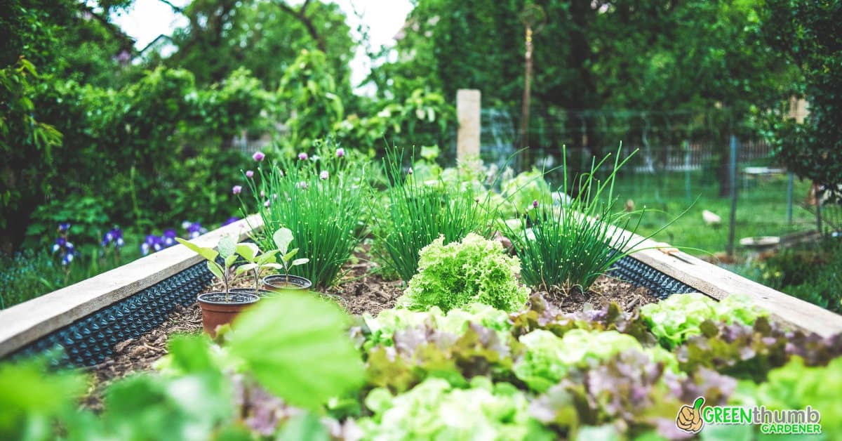 What Herbs Can Be Planted Together Guide