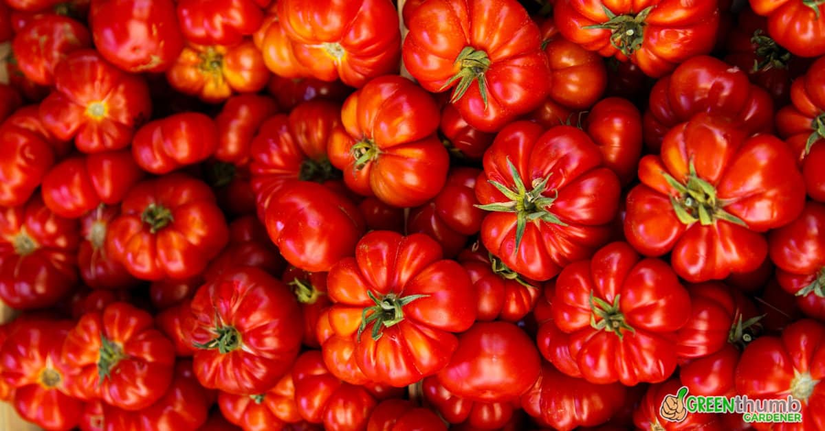 Unlocking The Secrets To Growing Beefsteak Tomatoes In Pots