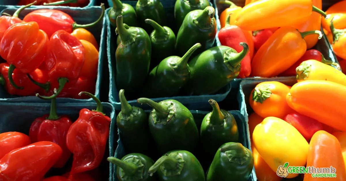Growing Jalapenos Indoors: A Step-by-Step Guide